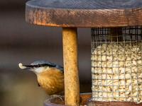 Kleiber an Futterstelle